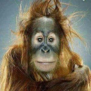 Meet your Posher, Paul